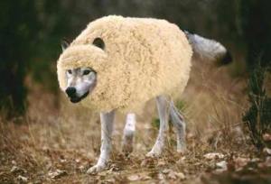 wolf-in-sheeps-clothing